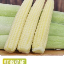 新鲜小玉米笋带须现摘2021年广东正品水果甜嫩米笋包邮。