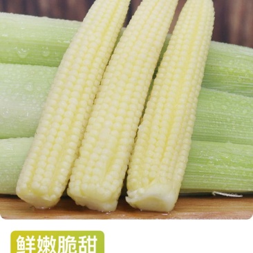 新鲜小玉米笋带须现摘2021年广东正品水果甜嫩米笋包邮。