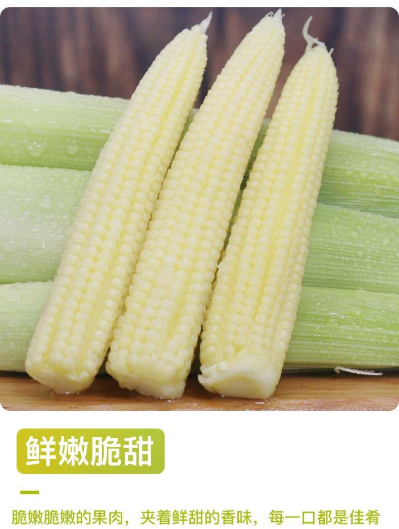 新鲜小玉米笋带须现摘2021年广东正品水果甜嫩米笋包邮。