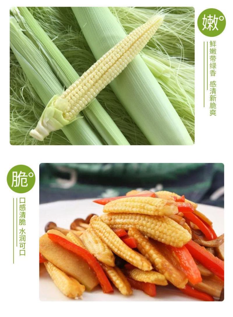 新鲜小玉米笋带须现摘2021年广东正品水果甜嫩米笋包邮。