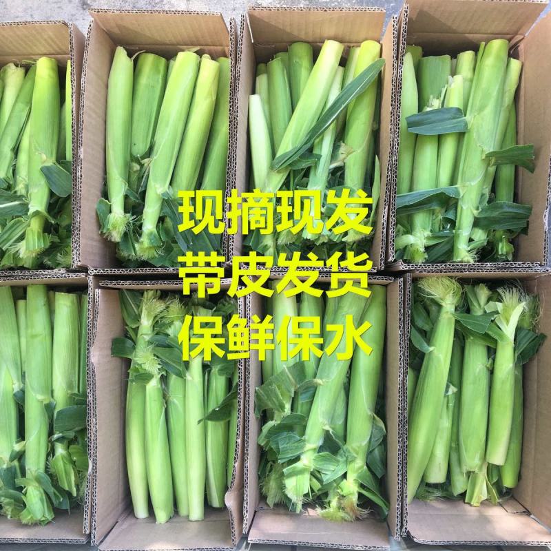 新鲜小玉米笋带须现摘2021年广东正品水果甜嫩米笋包邮。