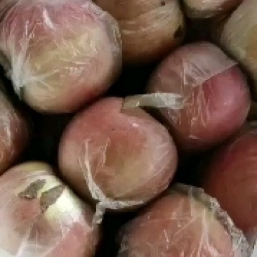 河南虞城富士苹果，口感賊甜，耐运输，欢迎新老客户前来