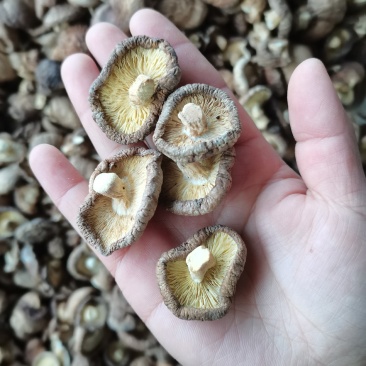 干香菇大小规格电商食品厂混货原产地货源支持批发