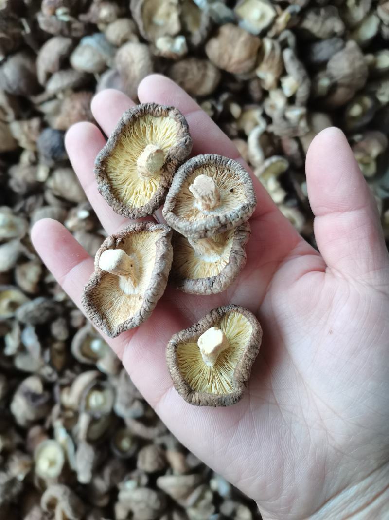 干香菇大小规格电商食品厂混货原产地货源支持批发