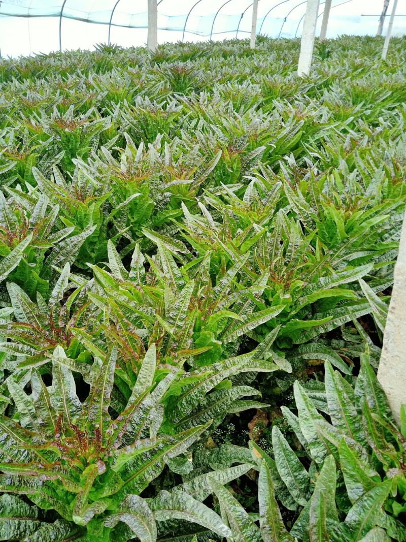 莴红尖叶莴苣，莴苣基地面积大质量优，一条龙服务，专业代购