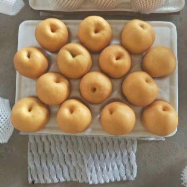 河北丰水梨圆黄梨大量供应质量高口感脆甜