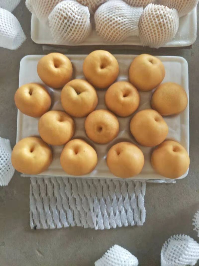 河北丰水梨圆黄梨大量供应质量高口感脆甜