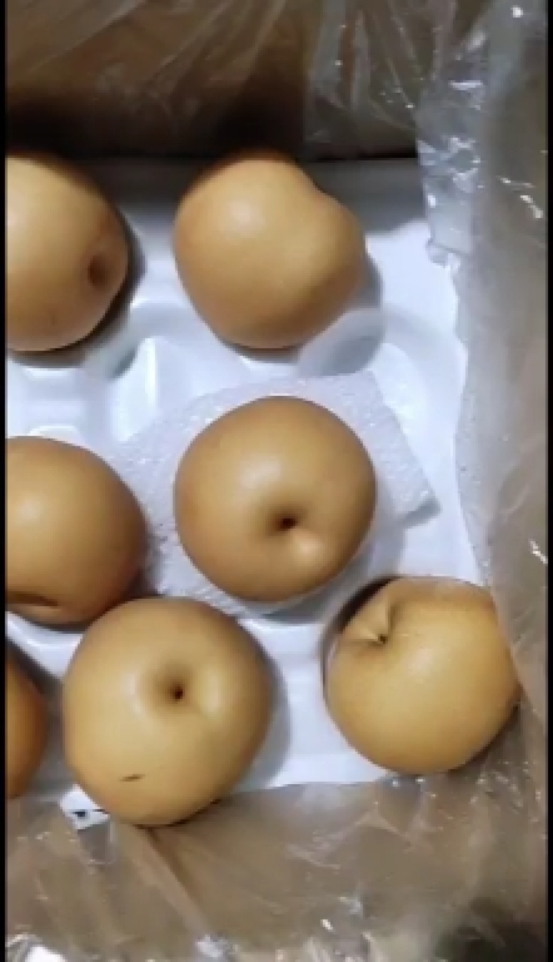 河北丰水梨圆黄梨大量供应质量高口感脆甜