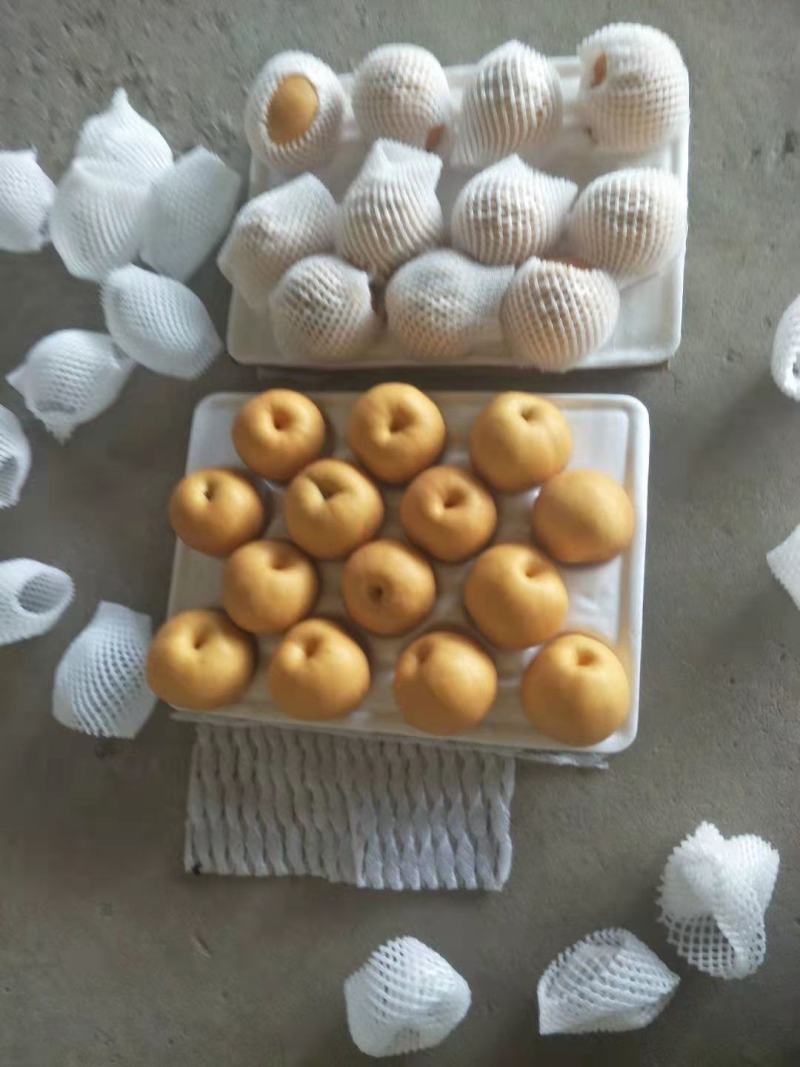 河北丰水梨圆黄梨大量供应质量高口感脆甜