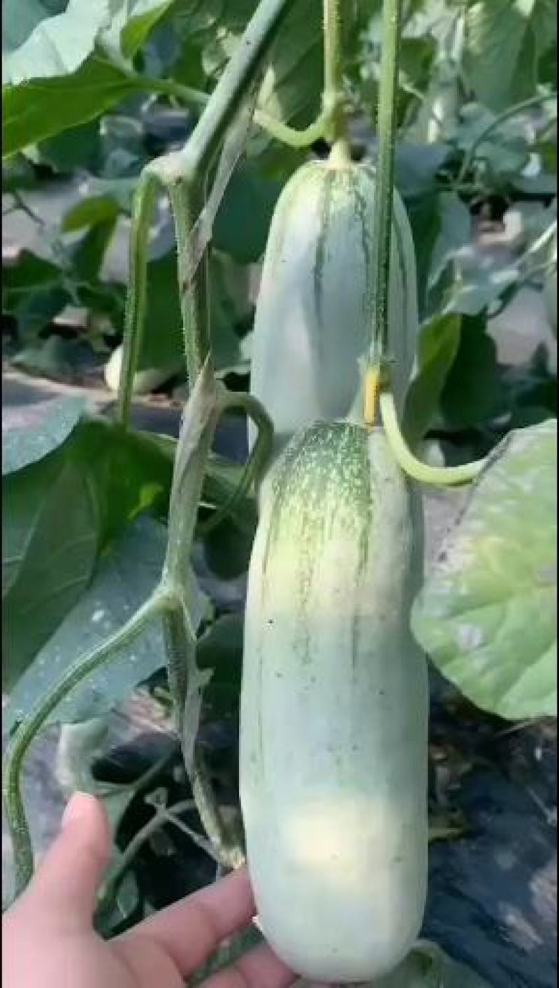 大量供应博羊