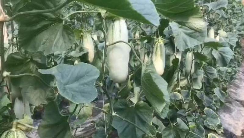 大量供应博羊