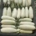 大量供应博羊