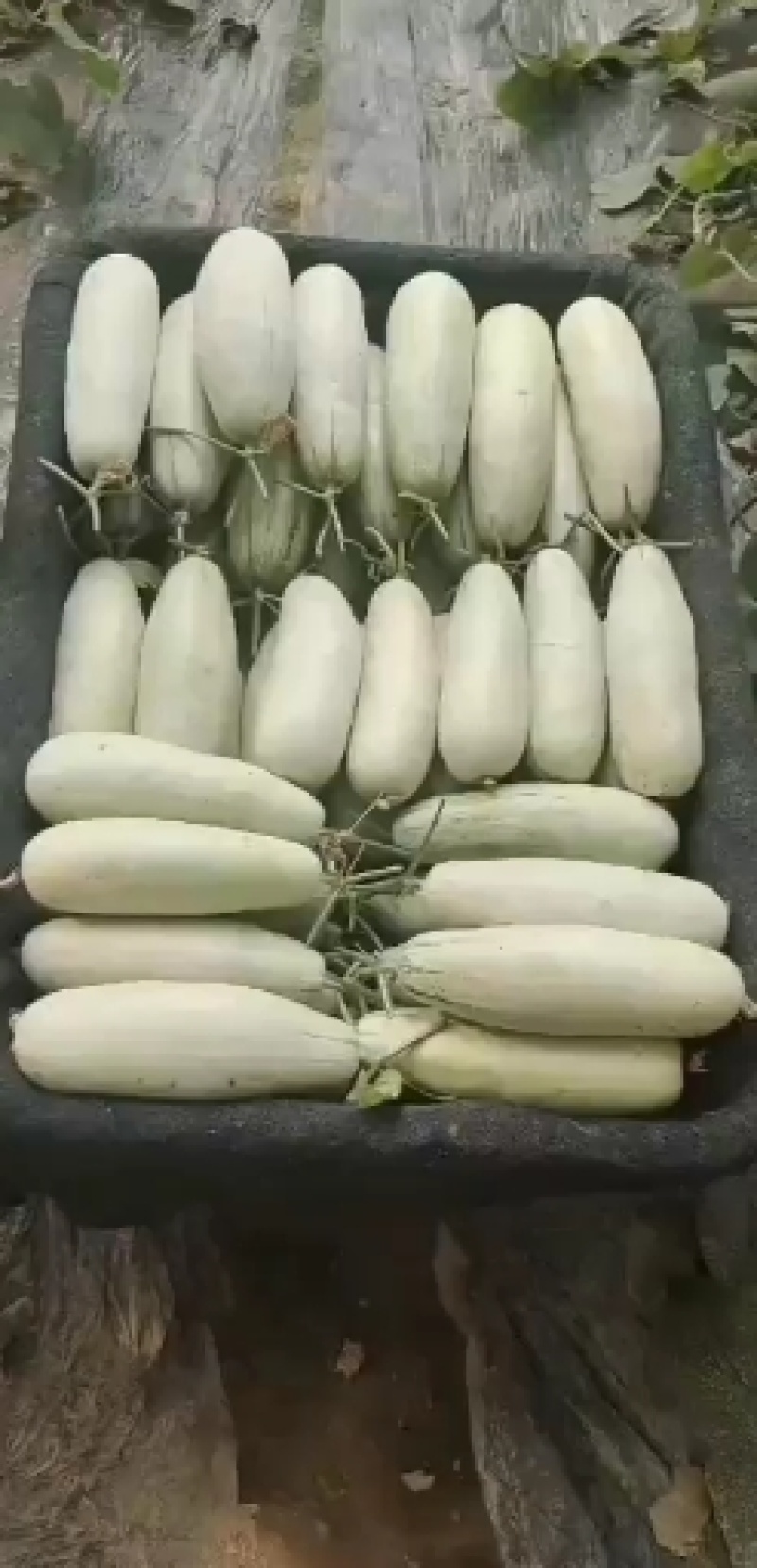 大量供应博羊