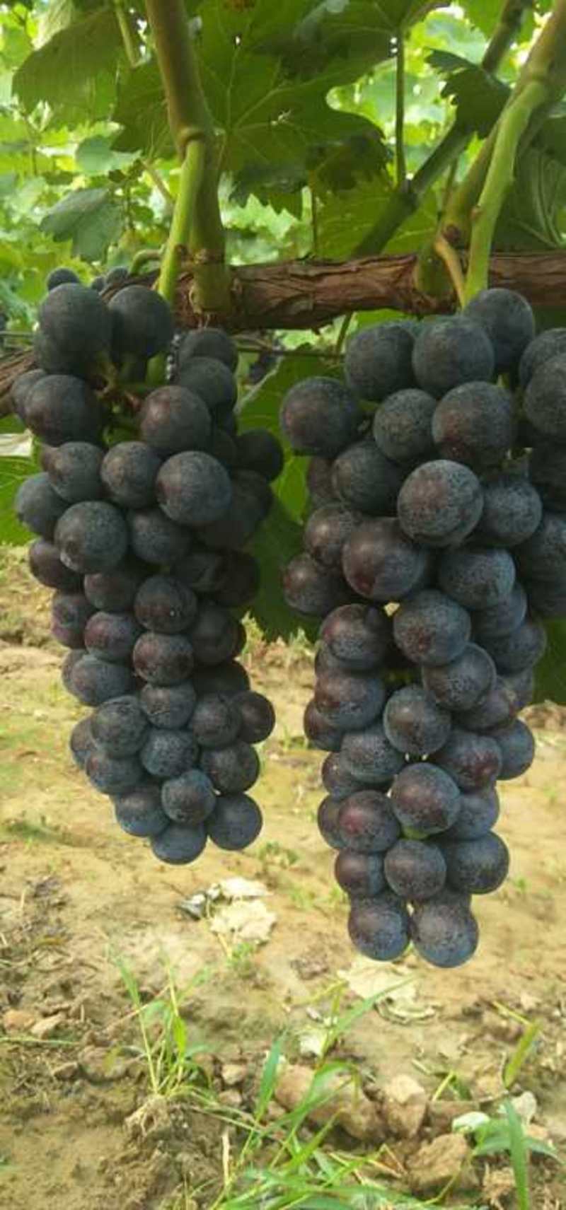 各种葡萄大量上市，一手货源，以质量求生存，以成信为第一