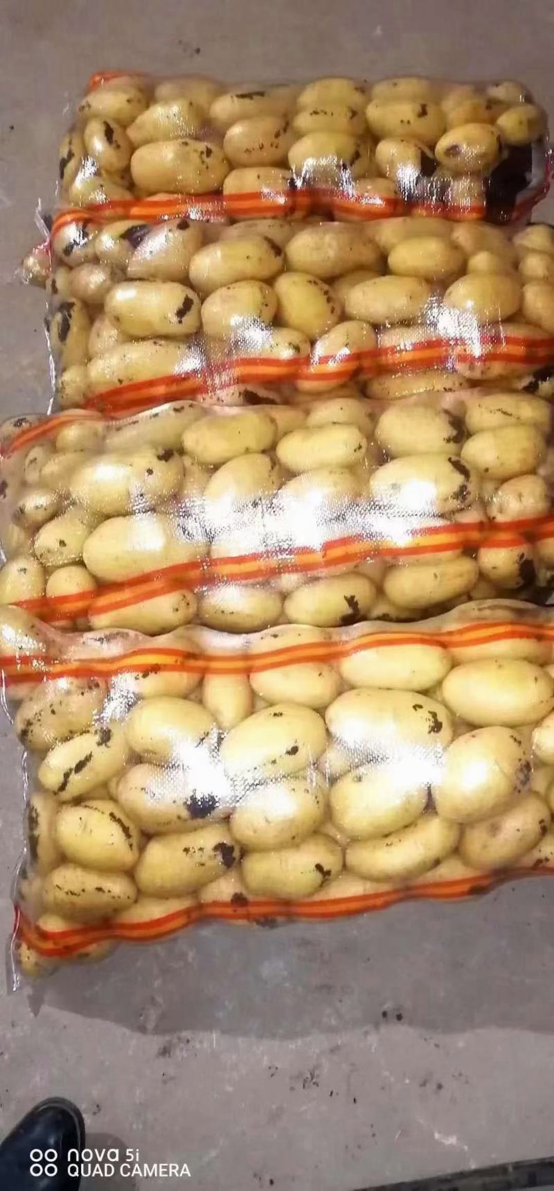 山东安丘荷兰黄心土豆，一手货源，保质保量，全国发货