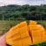 【椰香芒果】四川精品芒果皮薄肉厚香甜多汁支持视频看货
