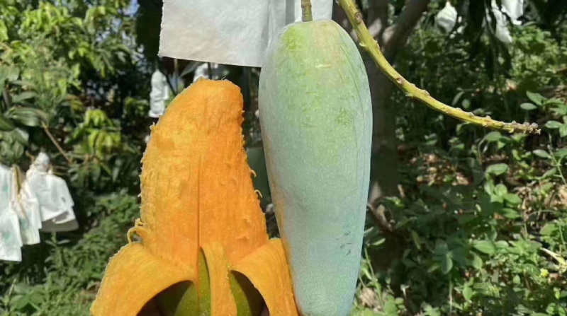 【椰香芒果】四川精品芒果皮薄肉厚香甜多汁支持视频看货