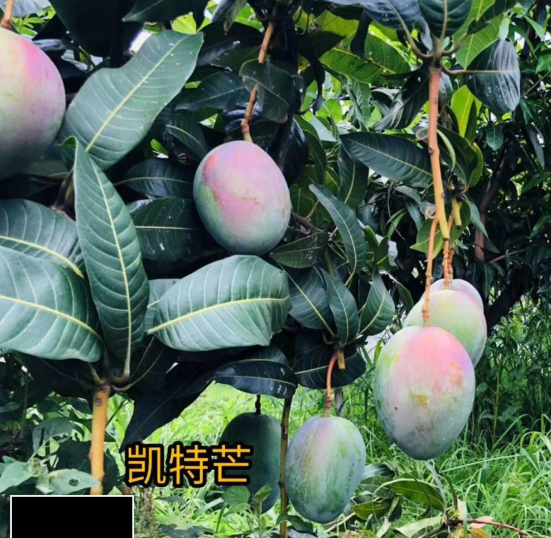 【椰香芒果】四川精品芒果皮薄肉厚香甜多汁支持视频看货