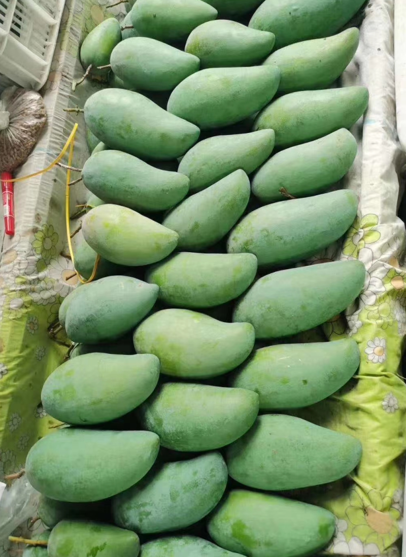 【椰香芒果】四川精品芒果皮薄肉厚香甜多汁支持视频看货