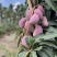 【椰香芒果】四川精品芒果皮薄肉厚香甜多汁支持视频看货
