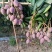 【椰香芒果】四川精品芒果皮薄肉厚香甜多汁支持视频看货