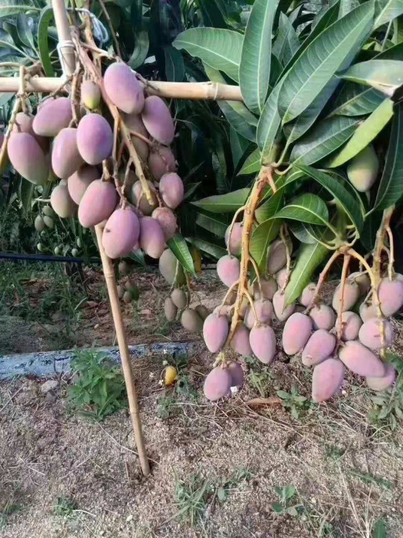【椰香芒果】四川精品芒果皮薄肉厚香甜多汁支持视频看货
