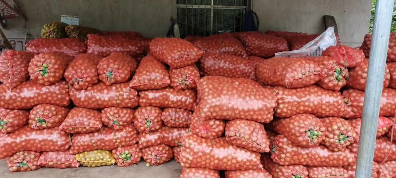 【核桃】103核桃果大、壳薄、味香净果/青皮预售