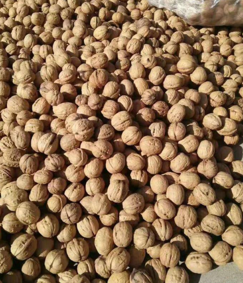 【核桃】103核桃果大、壳薄、味香净果/青皮预售