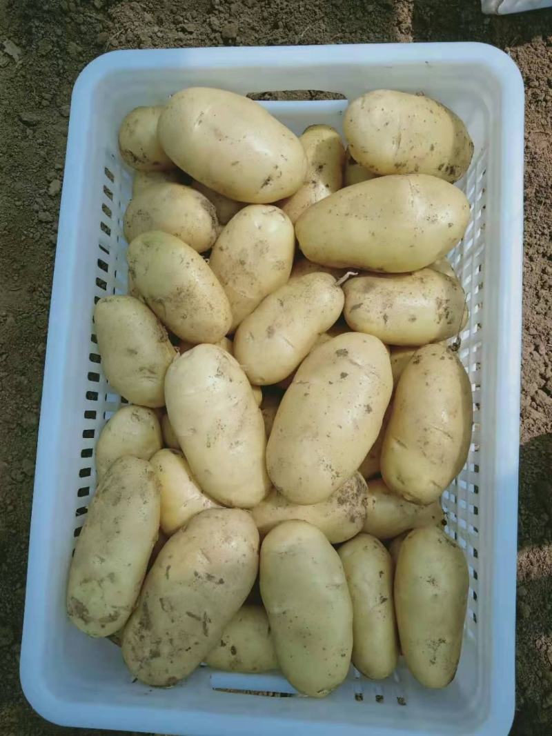 山东安丘荷兰黄心土豆，一手货源，保质保量，全国发货