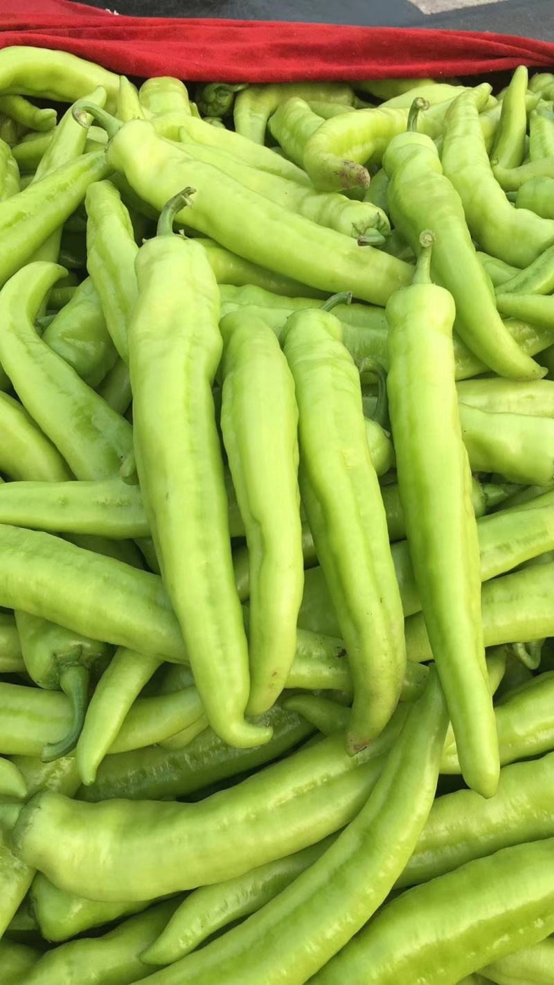 辣椒黄皮辣椒，质量保证，诚信代收专业代办，可视频看货