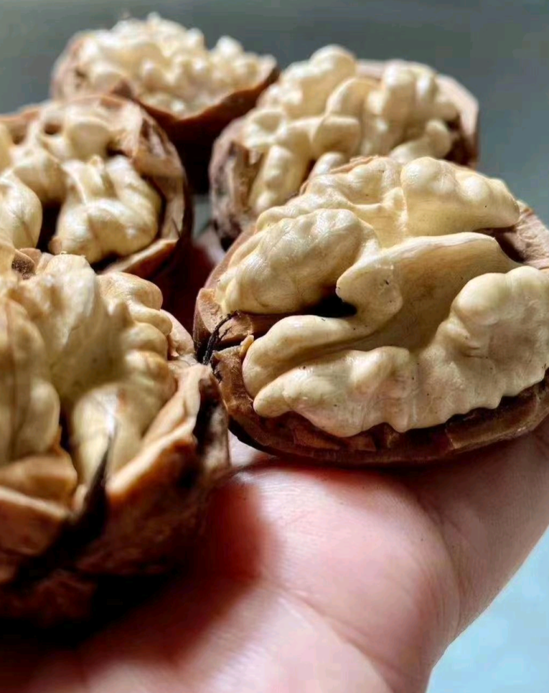 【核桃】103核桃果大、壳薄、味香净果/青皮预售
