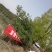 3米华山松，4米华山松，5米华山松基地直销