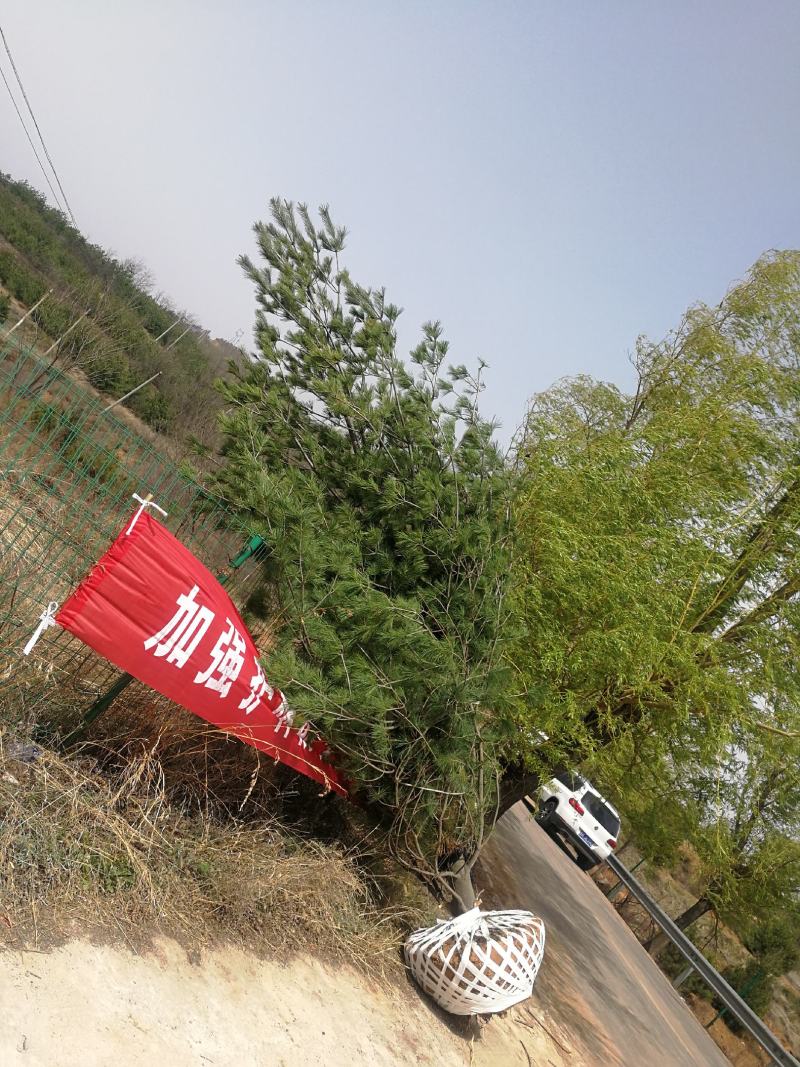 3米华山松，4米华山松，5米华山松基地直销