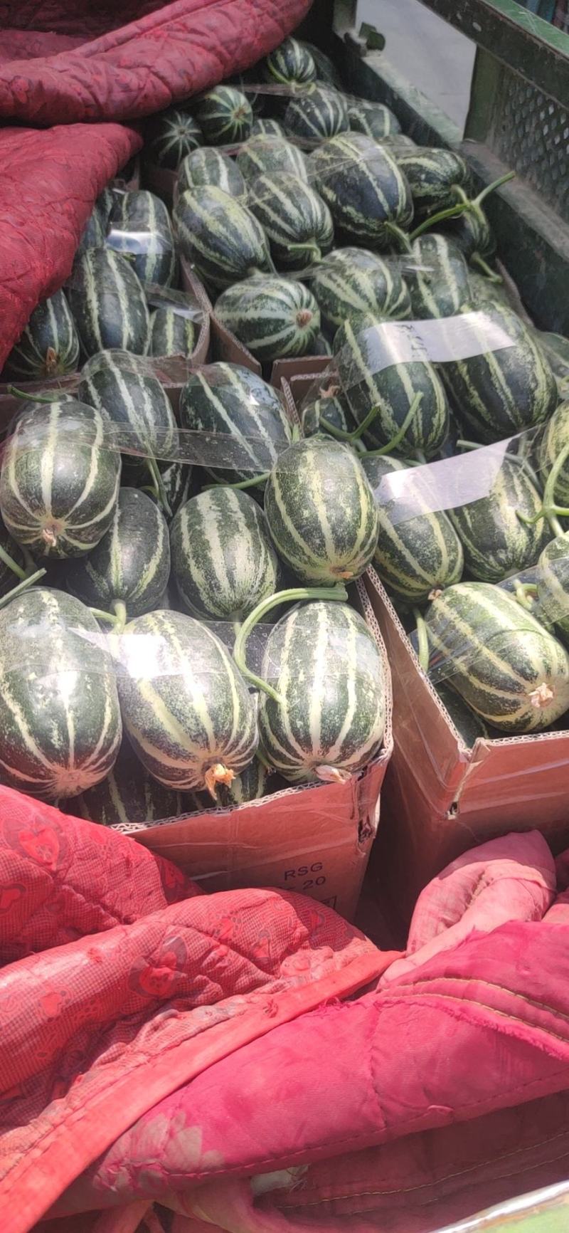 大量甜瓜上市，博洋9系列