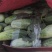 大量甜瓜上市，博洋6系列