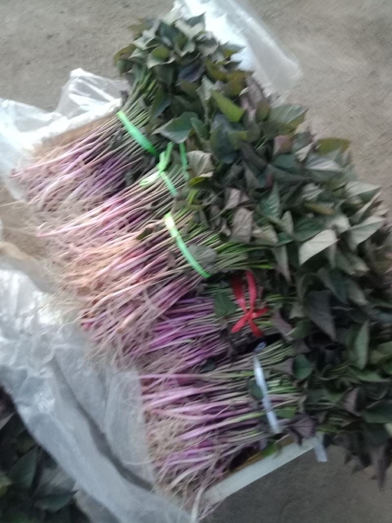 红薯苗