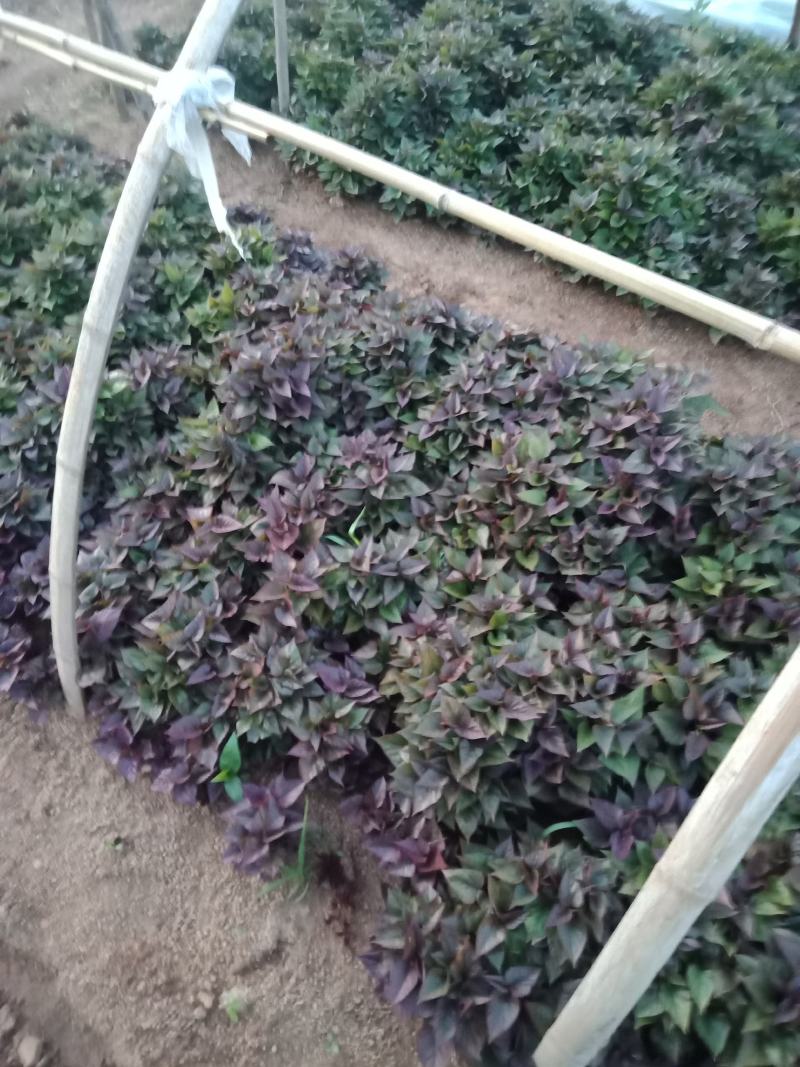 红薯苗