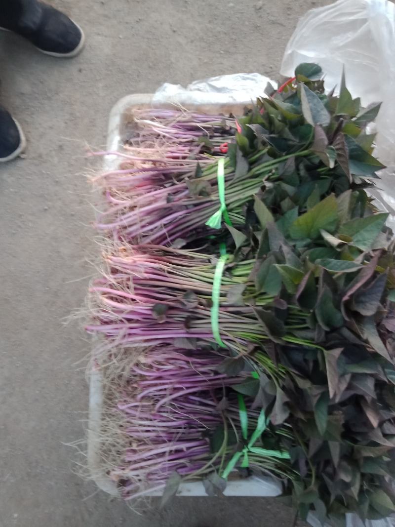 红薯苗