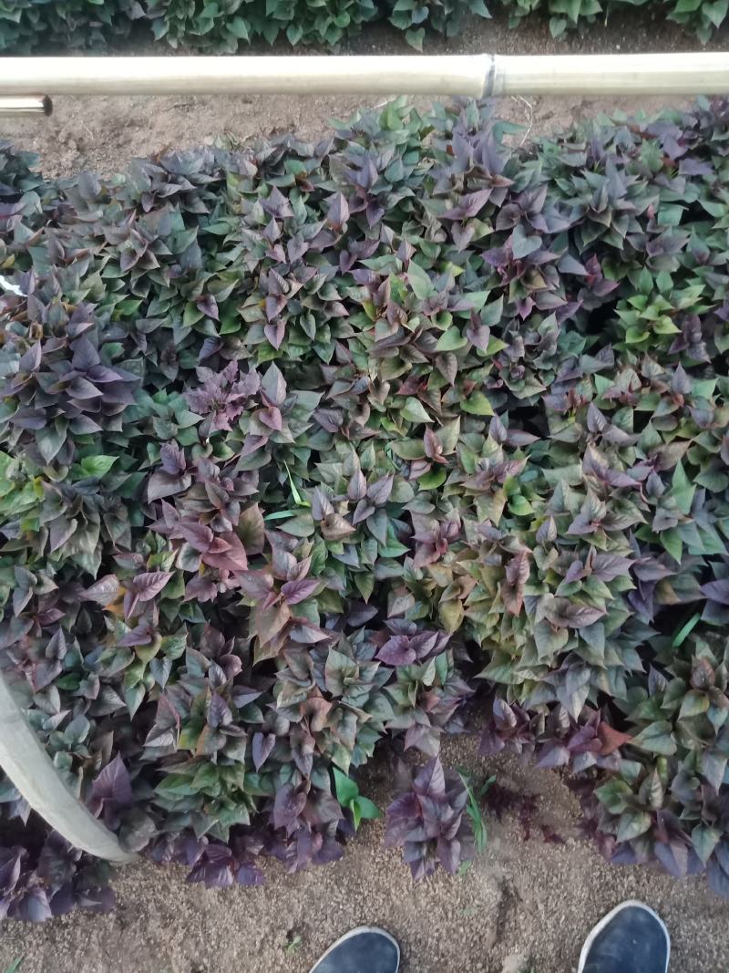 红薯苗
