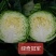 精品明松60天白松花菜高产品质强进口商品好