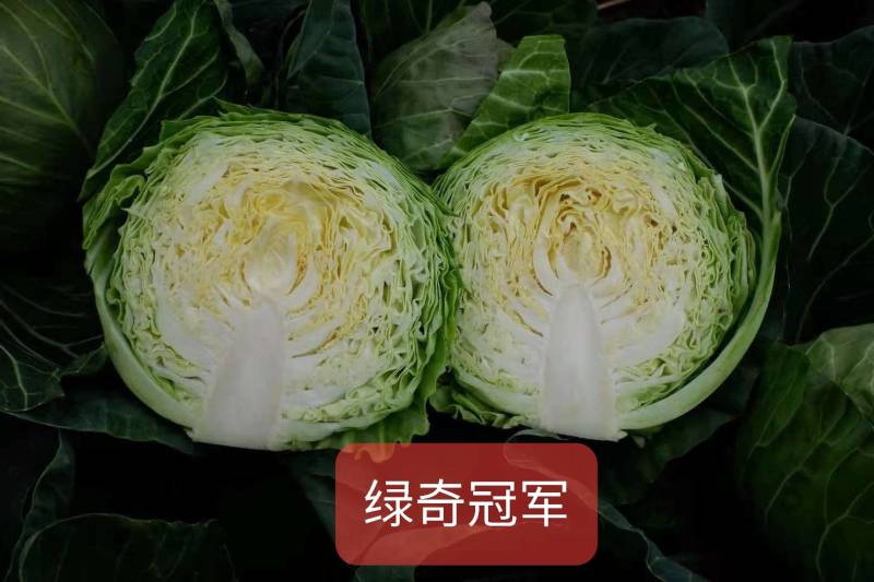 精品明松60天白松花菜高产品质强进口商品好