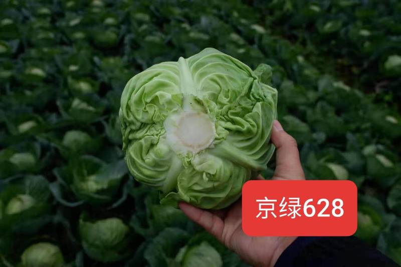 精品明松60天白松花菜高产品质强进口商品好