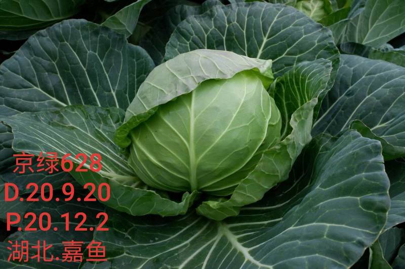 精品明松60天白松花菜高产品质强进口商品好