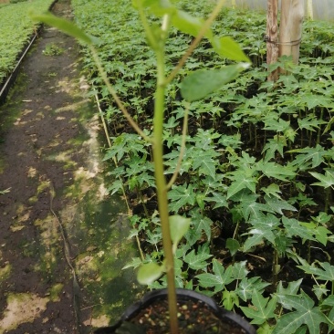 大青红肉水果木瓜树苗