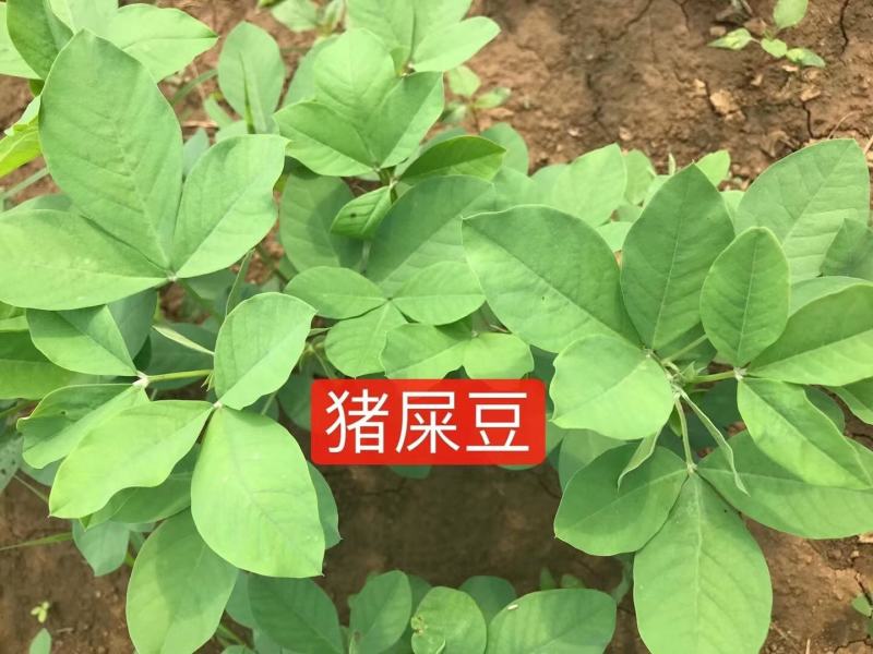 植物盐碱地贫瘠高速护坡植物猪屎豆种子四季灌木花籽牧草耐寒