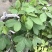植物盐碱地贫瘠高速护坡植物猪屎豆种子四季灌木花籽牧草耐寒