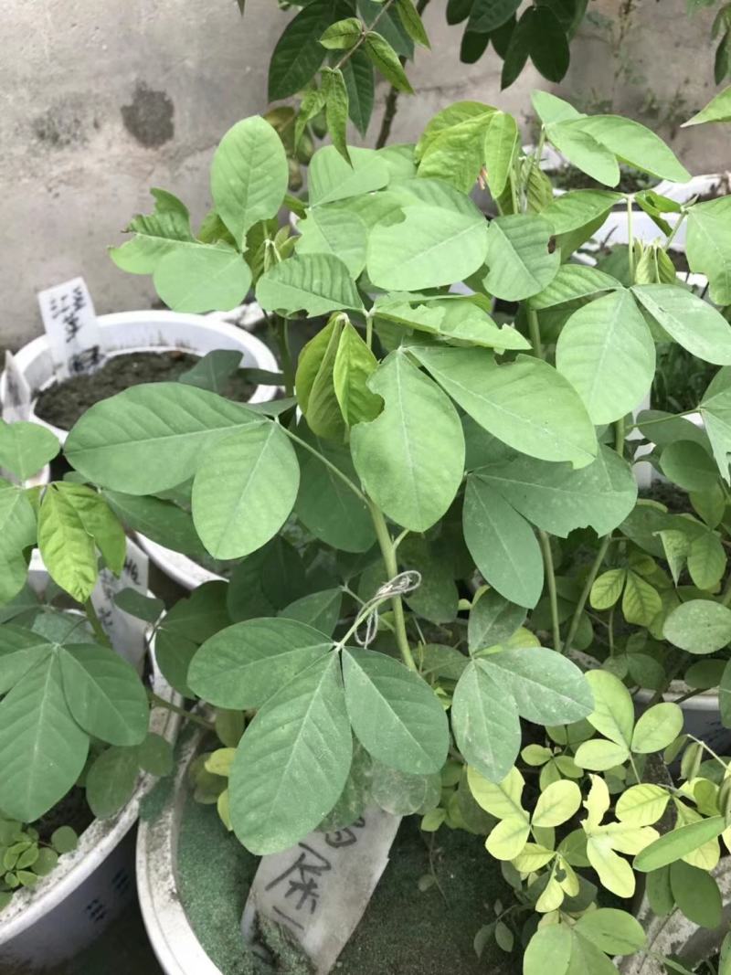 植物盐碱地贫瘠高速护坡植物猪屎豆种子四季灌木花籽牧草耐寒