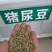 植物盐碱地贫瘠高速护坡植物猪屎豆种子四季灌木花籽牧草耐寒