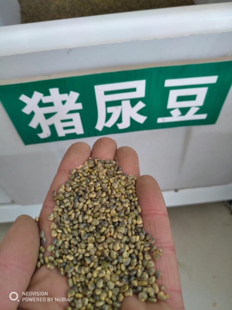 植物盐碱地贫瘠高速护坡植物猪屎豆种子四季灌木花籽牧草耐寒