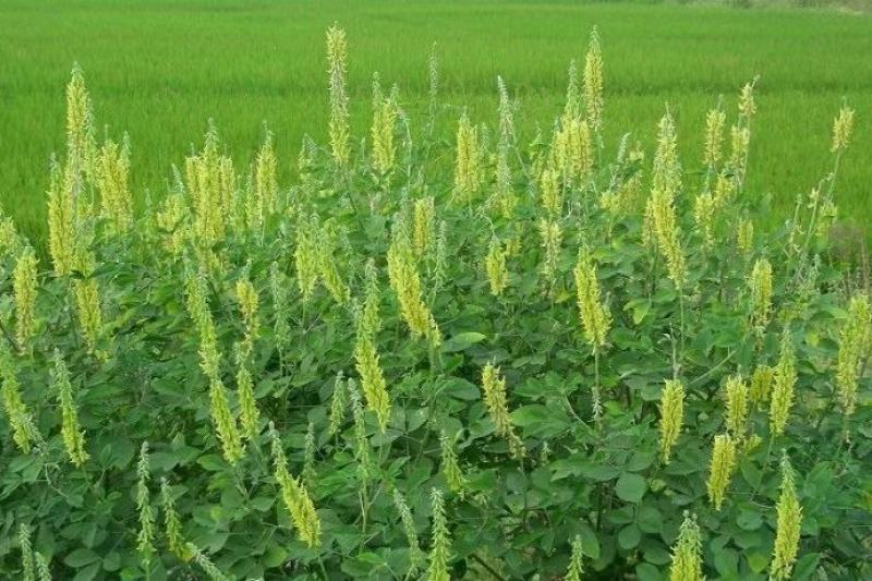 植物盐碱地贫瘠高速护坡植物猪屎豆种子四季灌木花籽牧草耐寒